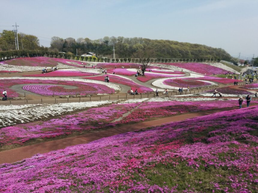 みさと芝桜公園（群馬県高崎市）